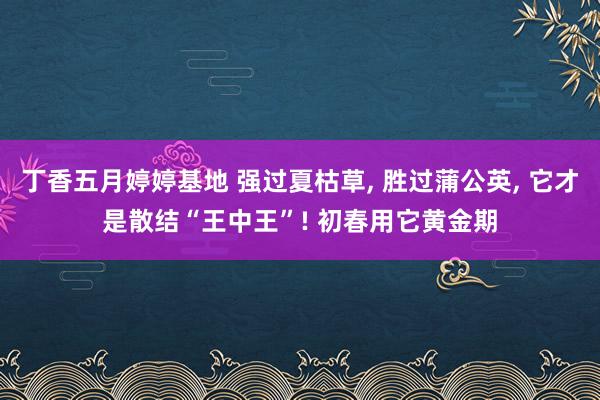 丁香五月婷婷基地 强过夏枯草， 胜过蒲公英， 它才是散结“王中王”! 初春用它黄金期